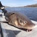 A 40-inch lake sturgeon caught and later released on the Rainy River near Baudette, Minn. The fish has undergone an impressive recovery in the area, w