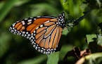 A monarch butterfly was brightly illuminated by the sun as it clung to a plant at Sunfish Lake Park in the City of Ramsey.