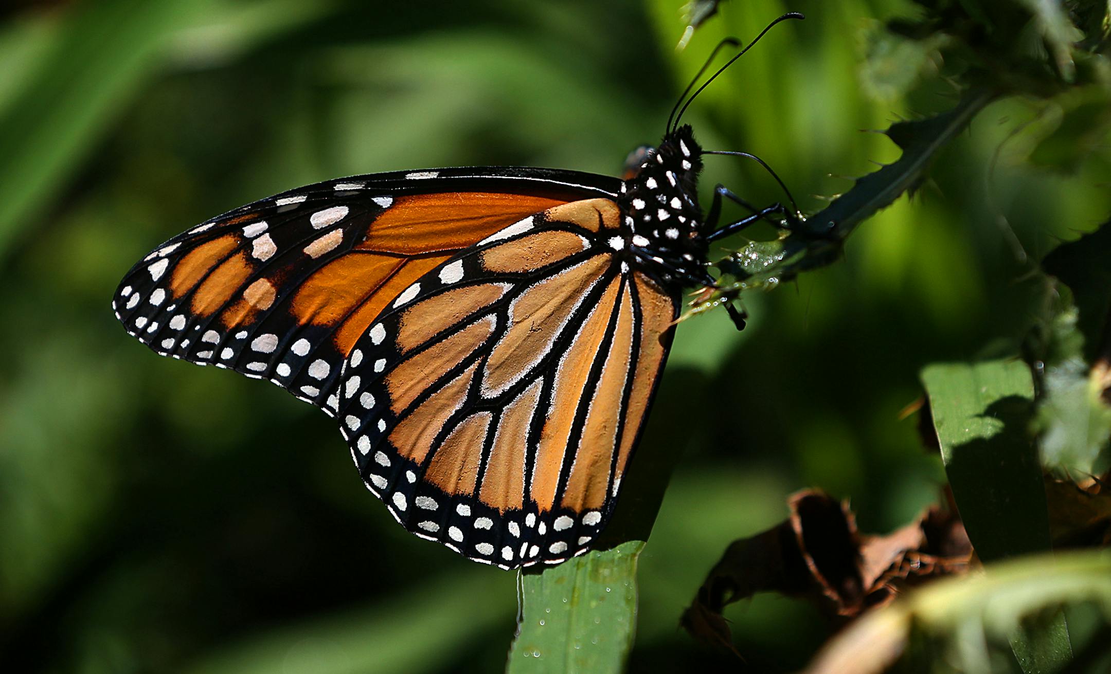 A monarch butterfly was brightly illuminated by the sun as it clung to a plant at Sunfish Lake Park in the City of Ramsey.