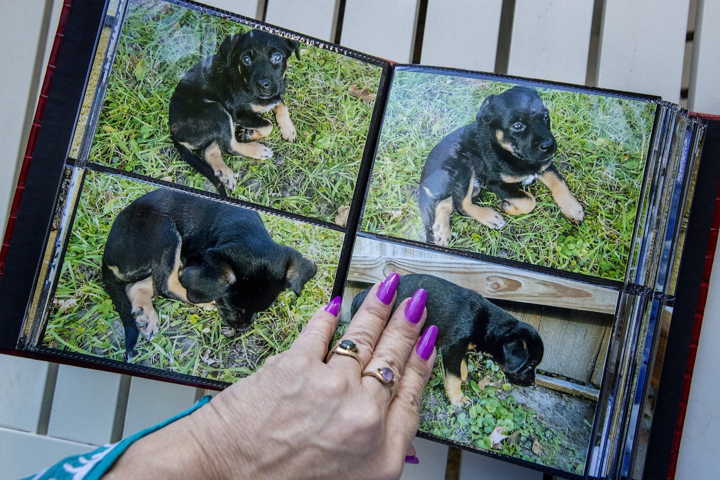 Lori Quello of Shoreview went through a "baby book" of her granddog, Shady. "I could pout that I don't have a grandchild or I can be happy that I have a grandpuppy, enjoy him and get on with it." ] CARLOS GONZALEZ ï cgonzalez@startribune.com - September 27, 2017, Falcon Hieghts, MN, Lori Quello will be with her granddog, Shady. At 62, Quello is in prime grandmother years, but with motherhood not currently on the agenda for her only child, she is content with treasuring Shady.