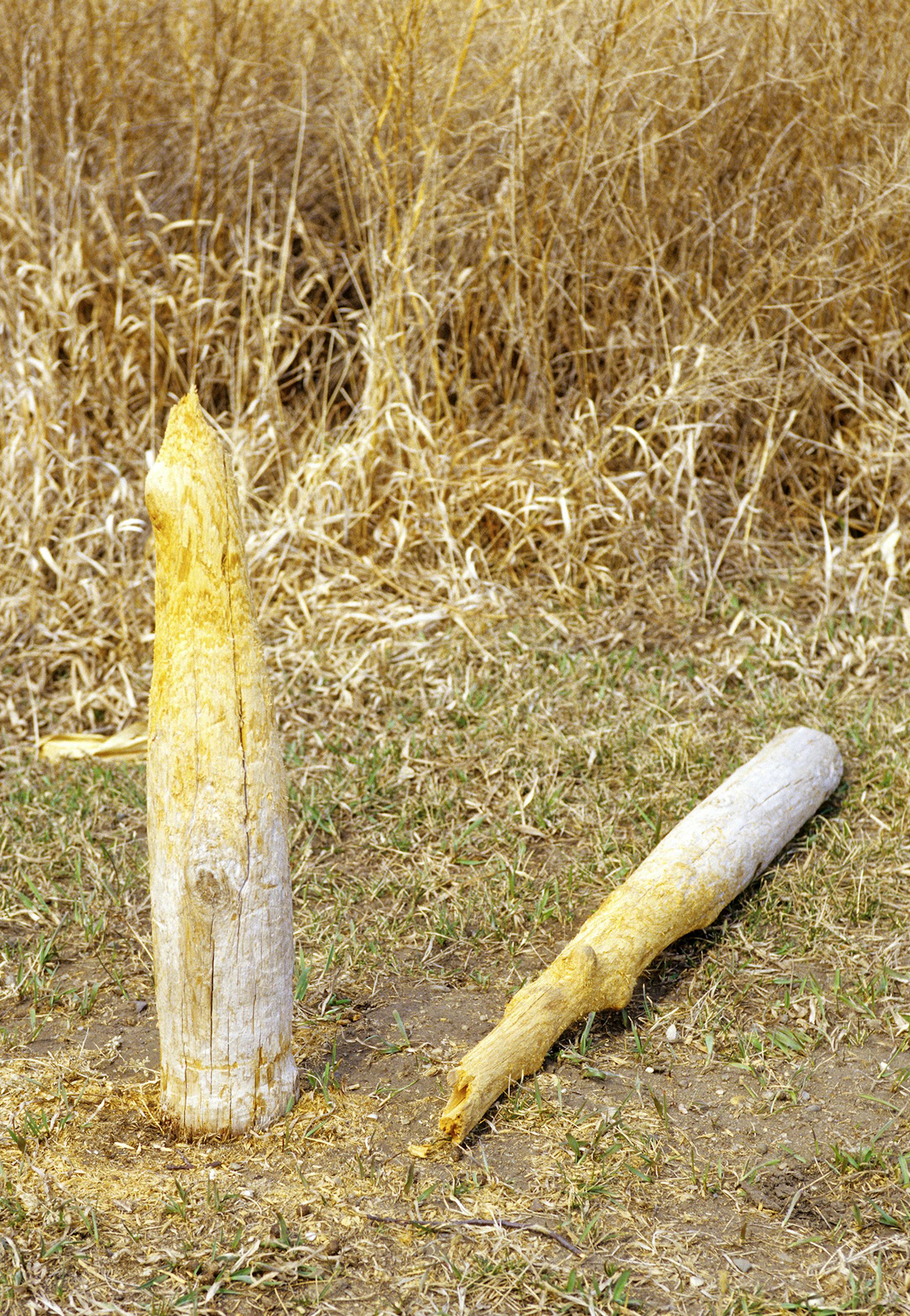 00273-030.15 White-tailed Deer Hunting: Rub post had been completely rubbed through by bucks and broken off.