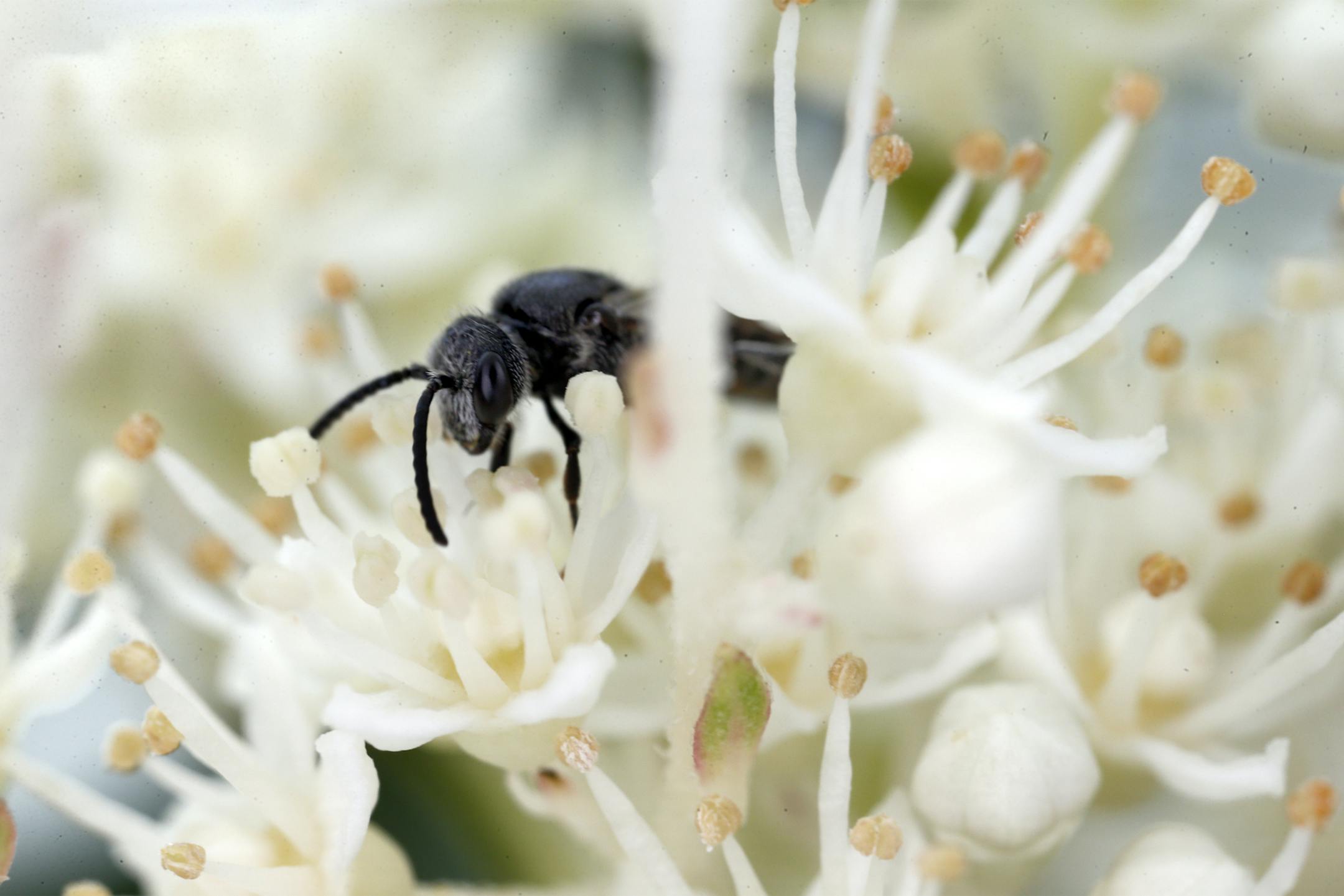 Insects abound in the garden of Ellen Akins and Steve Denker in Cornucopia, Wis.
