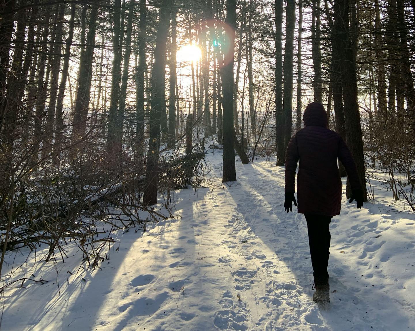 A walk through the pines at Whitetail Woods Regional Park in Dakota County.