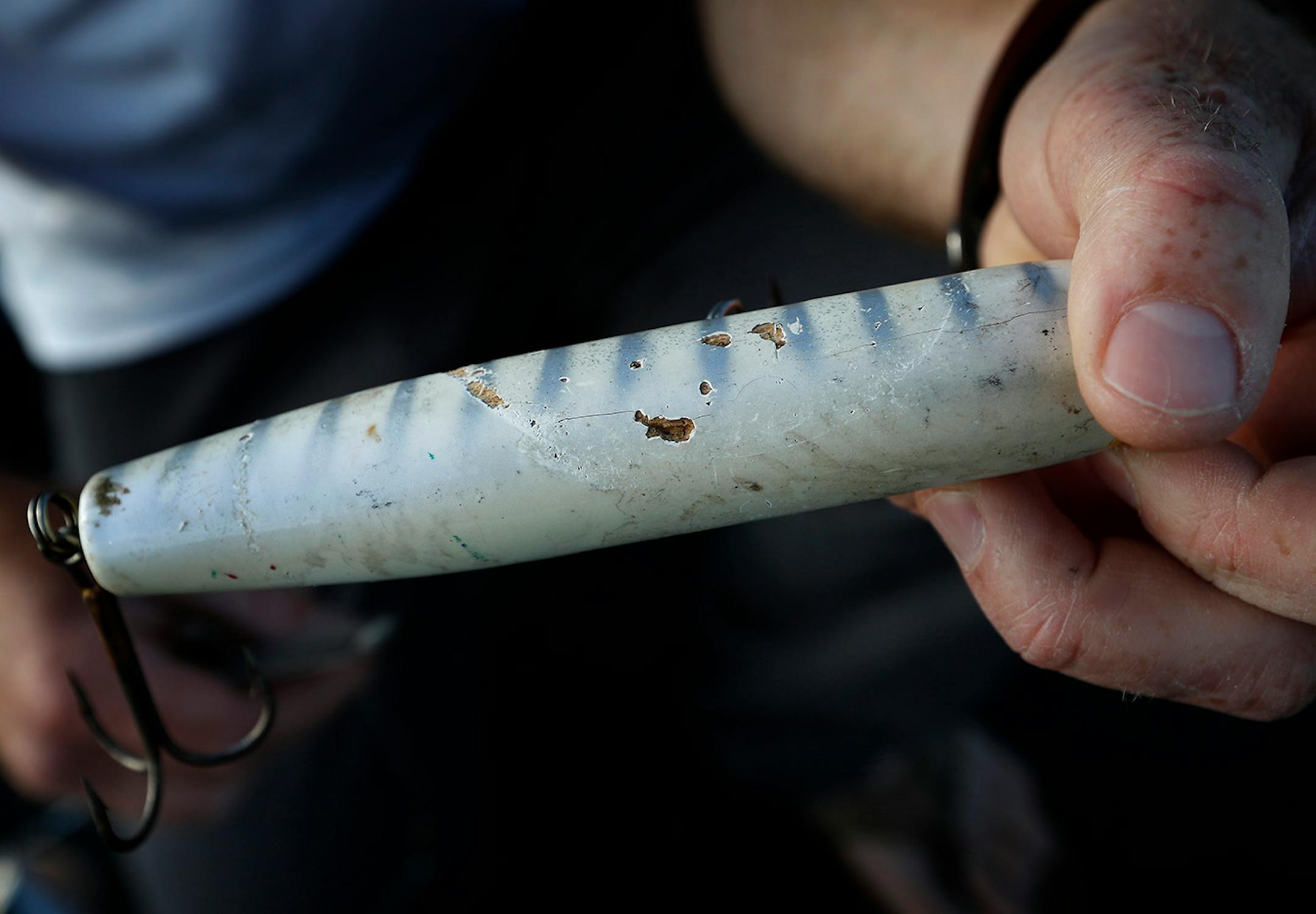 Fishing guide Travis Frank showed the bite marks in his lure from Muskies.