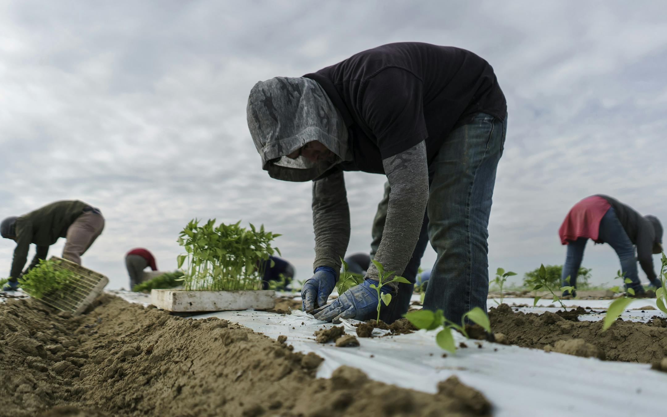 Migrant farm workers transplant jalapeno sprouts from trucks into the tilted soil at a farm on March 7, 2018 in Lamont, Calif. (Marcus Yam/Los Angeles Times/TNS) ORG XMIT: 1231428