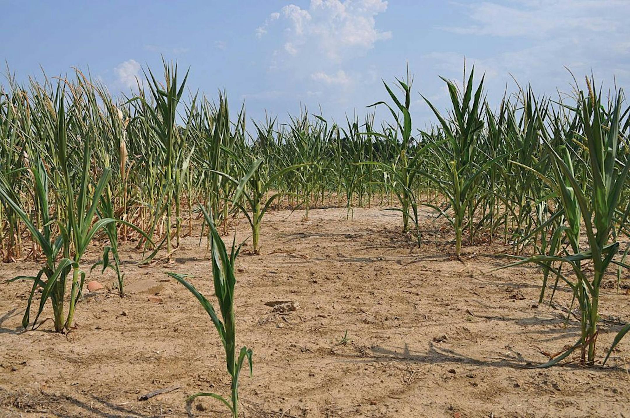 A cornfield in western Kentucky last week showed the effects of a persistent drought affecting much of the Corn Belt.