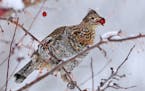 00515-079.08 Ruffed Grouse is feeding on crabapples during a winter snow storm. Food, fruit, habitat, landscape, hunt, cold, survive.