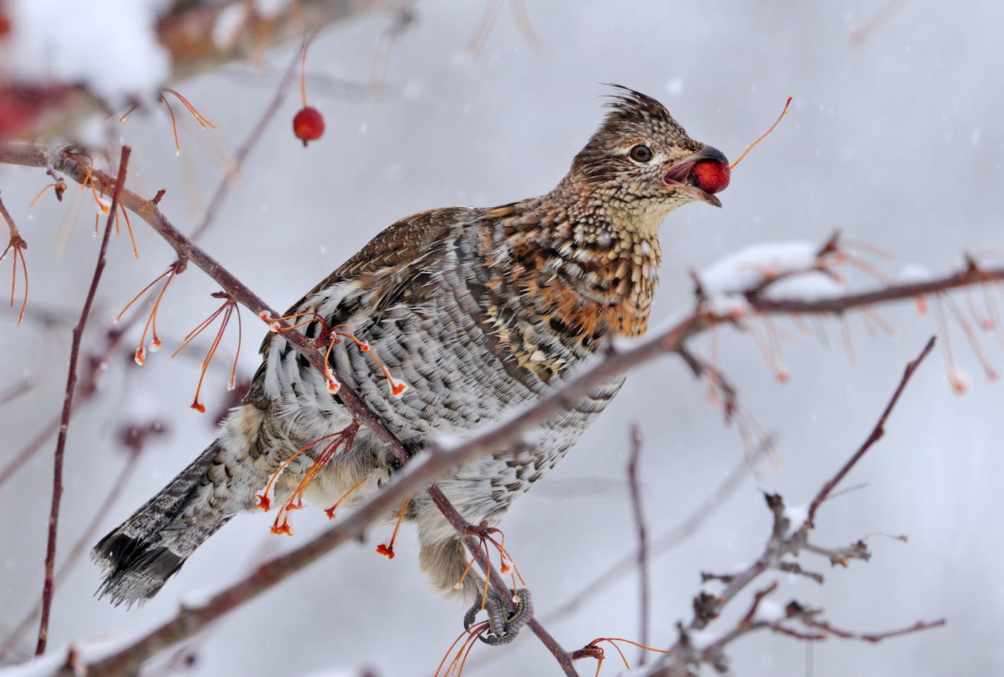 00515-079.08 Ruffed Grouse is feeding on crabapples during a winter snow storm. Food, fruit, habitat, landscape, hunt, cold, survive.