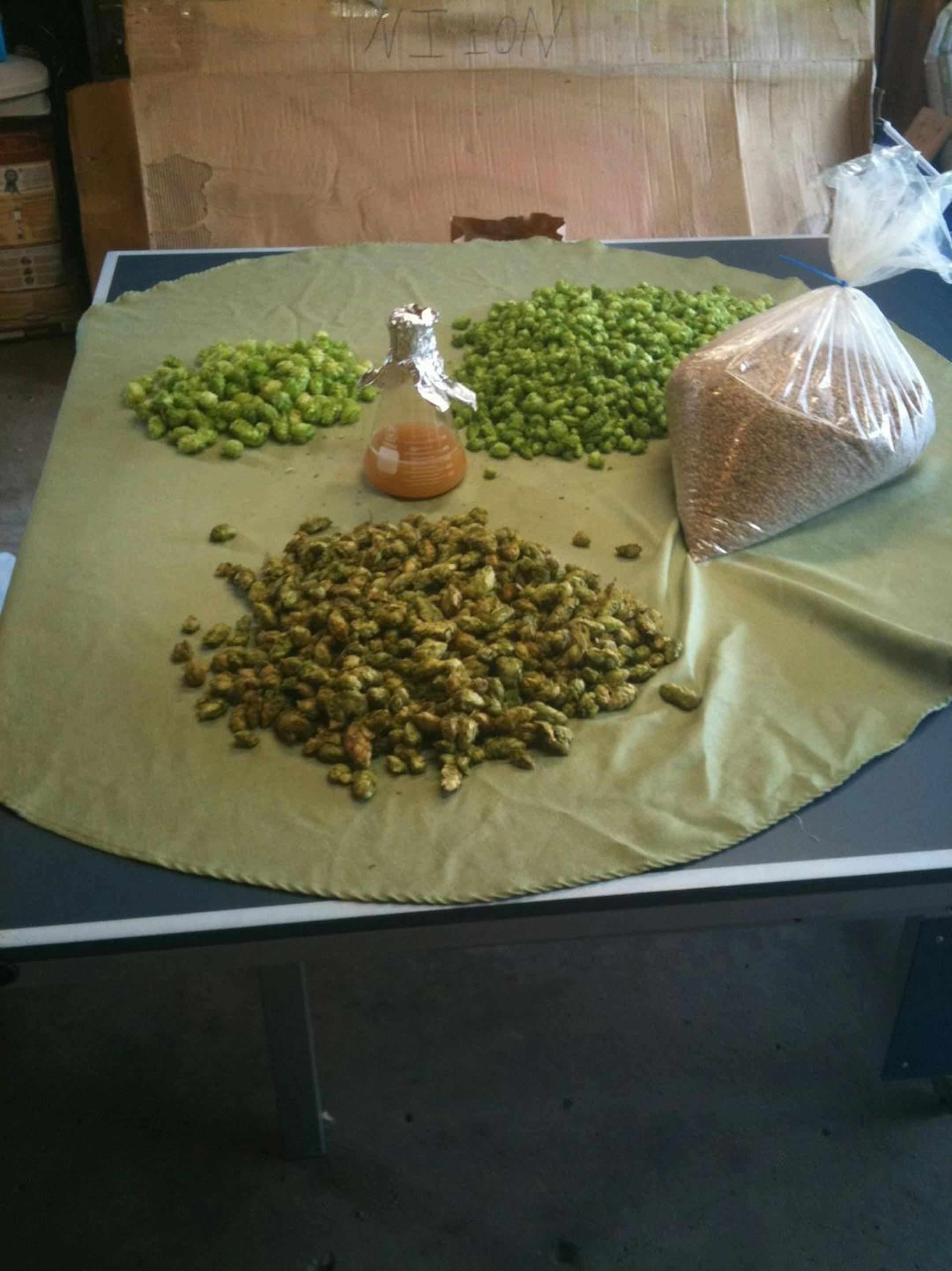Harvested hops grown by Matt Weide