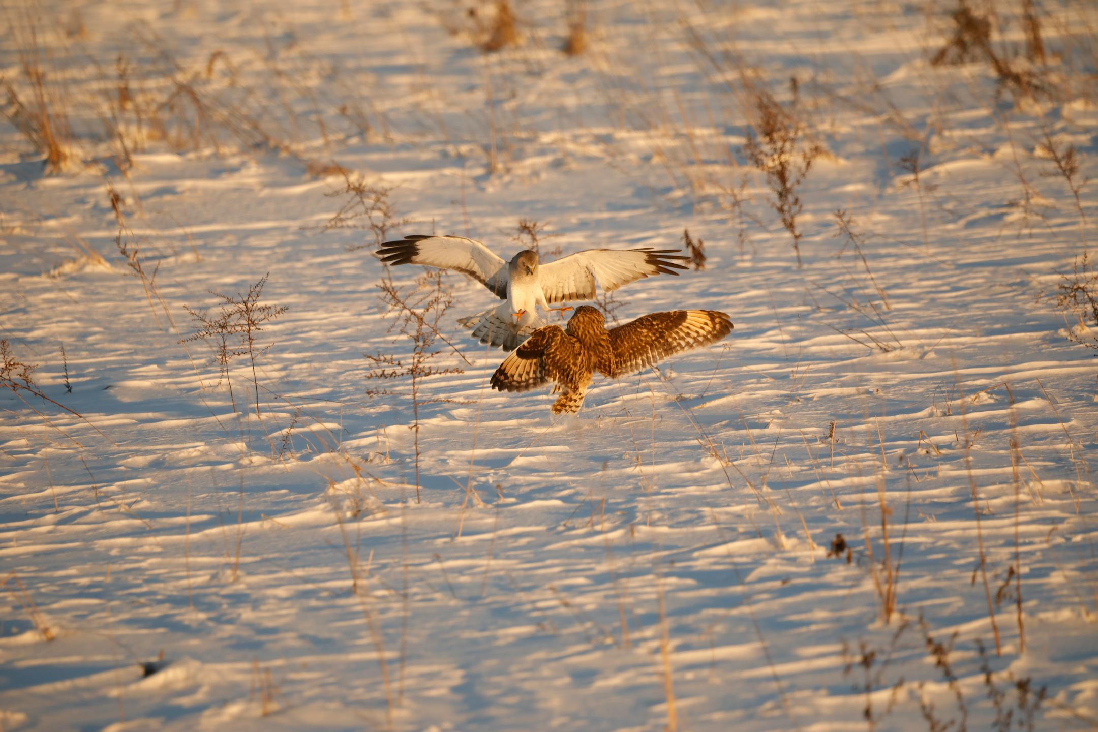 A short-eared owl and hawk face off with wings spread
