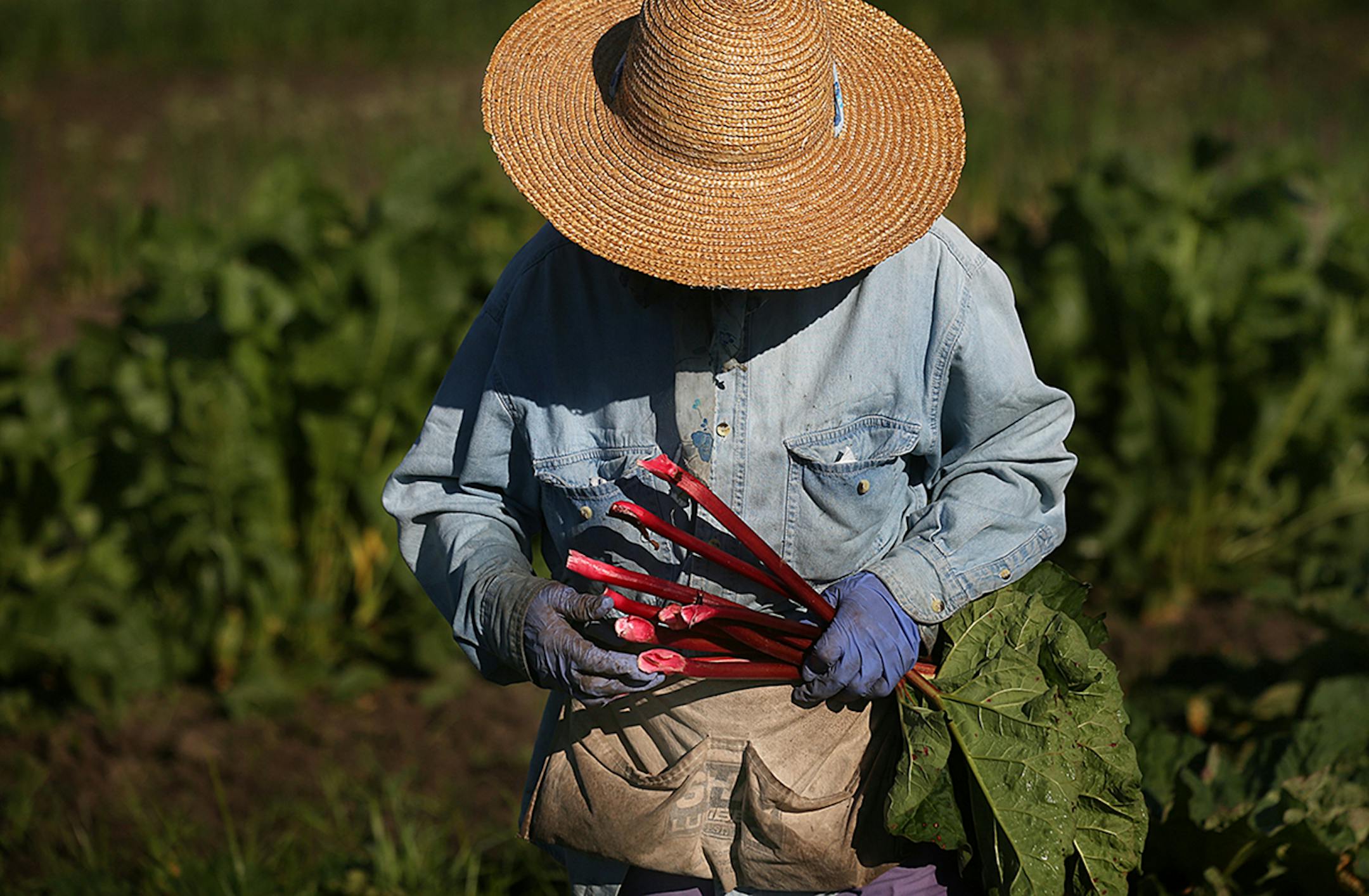 Phua Thao harvested rhubarb on the family farm in Spring Valley, WI.
