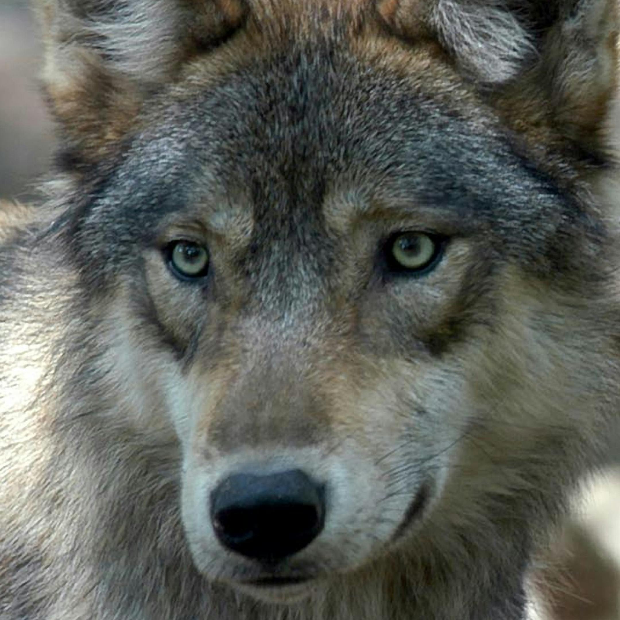 FILE - In this July 16, 2004, file photo, a gray wolf is seen at the Wildlife Science Center in Forest Lake, Minn. Applications for wolf hunting and trapping licenses have dropped by almost half this year compared with last year, when Minnesota held its first wolf hunt since the animals were removed from the endangered list. (AP Photo/Dawn Villella, File)