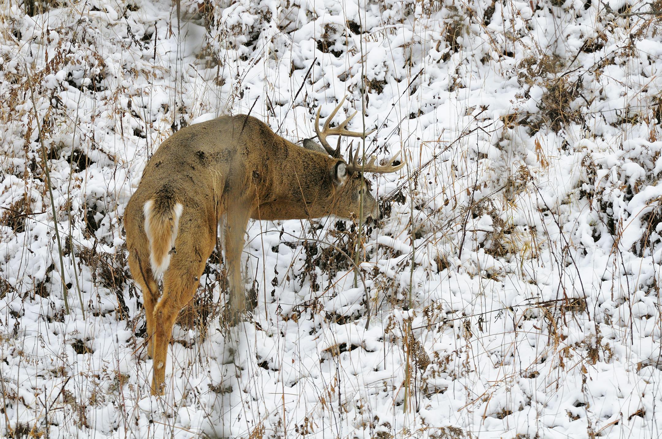 During the rut, mature whitetail bucks loose as much as 30 percent of their body weight. As cold weather sets in their routine changes from breeding to feeding and resting in order to face the onslaught of winter.