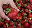 Afton Apple's berry farm stand serves up fresh strawberries and Strawberry shortcakes. The Cottage Grove Strawberry Fest is a four-day, family focused