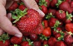 Afton Apple's berry farm stand serves up fresh strawberries and Strawberry shortcakes. The Cottage Grove Strawberry Fest is a four-day, family focused