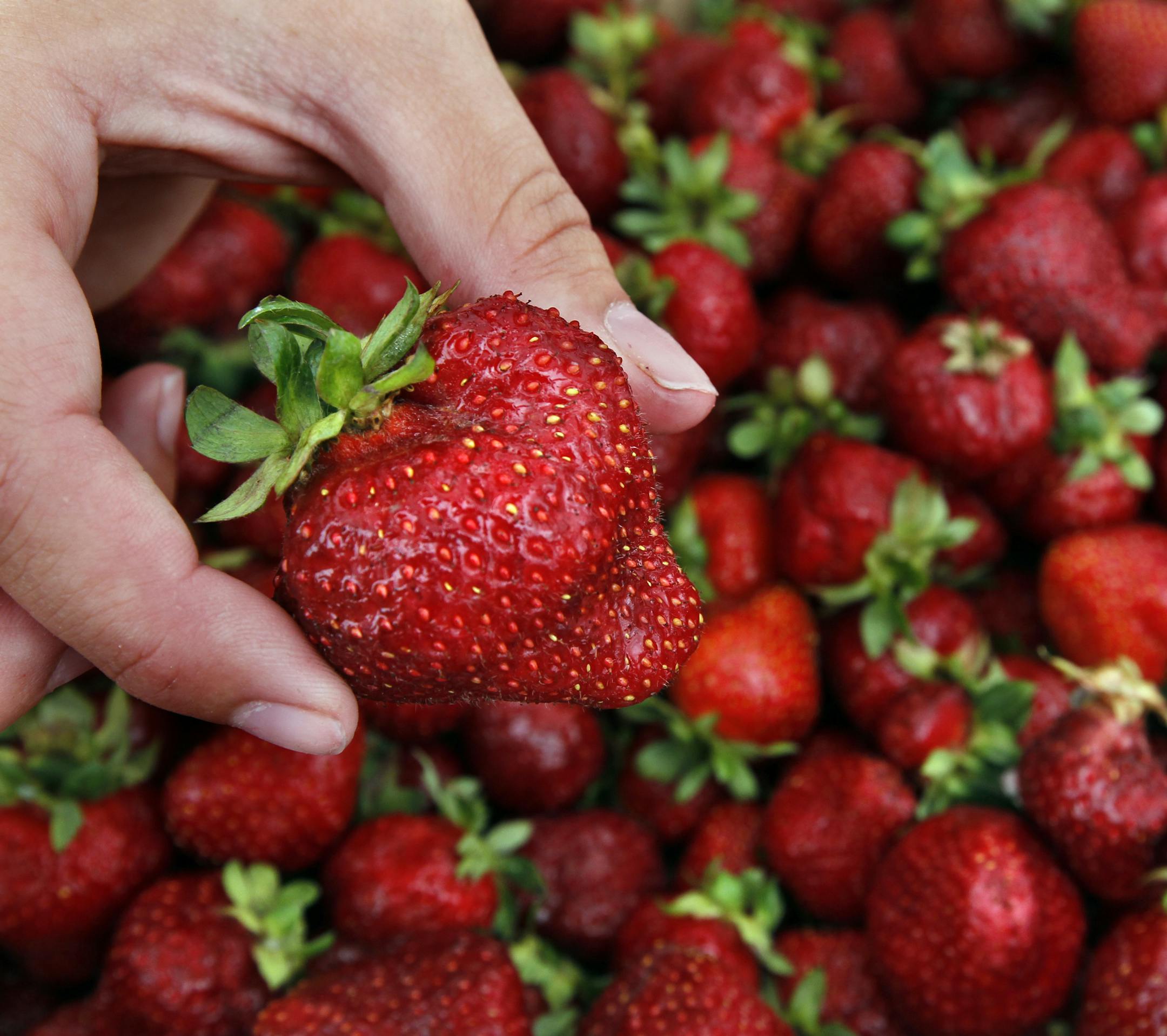 Afton Apple's berry farm stand serves up fresh strawberries and Strawberry shortcakes. The Cottage Grove Strawberry Fest is a four-day, family focused eventheld in Kingston Park. [ TOM WALLACE • twallace@startribune.com _ Assignments #20024033A_ June 16, 2012_ SLUG: food0712_ EXTRA INFORMATION: CQ'ed by subject. ORG XMIT: MIN2013052807362806