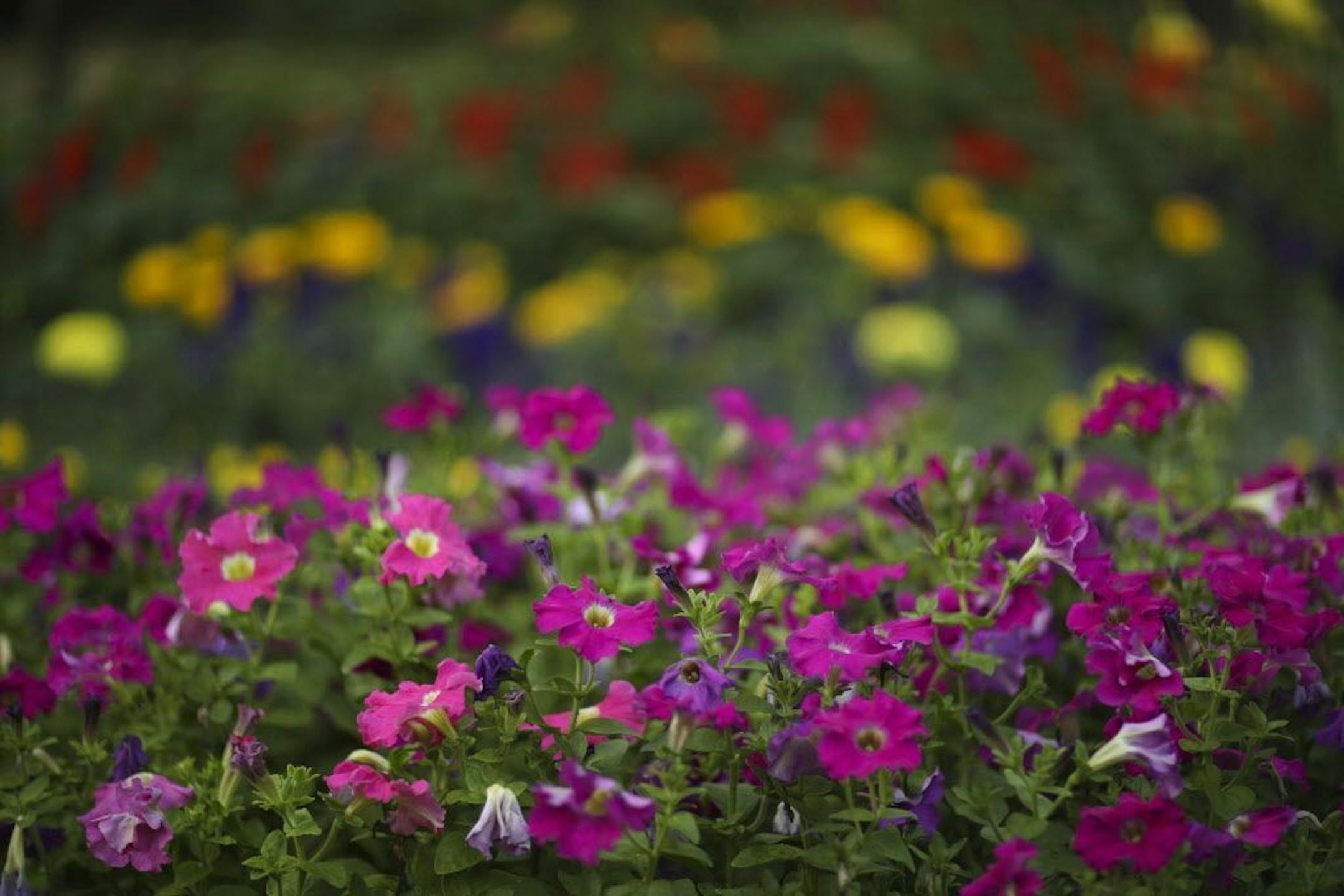 Layers of colorful blooms add interest.