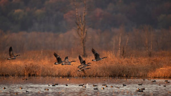 Ducks and geese have shown a tremendous adaptability when their habitat is diminished or lost. But climate change presents another level of challenge.