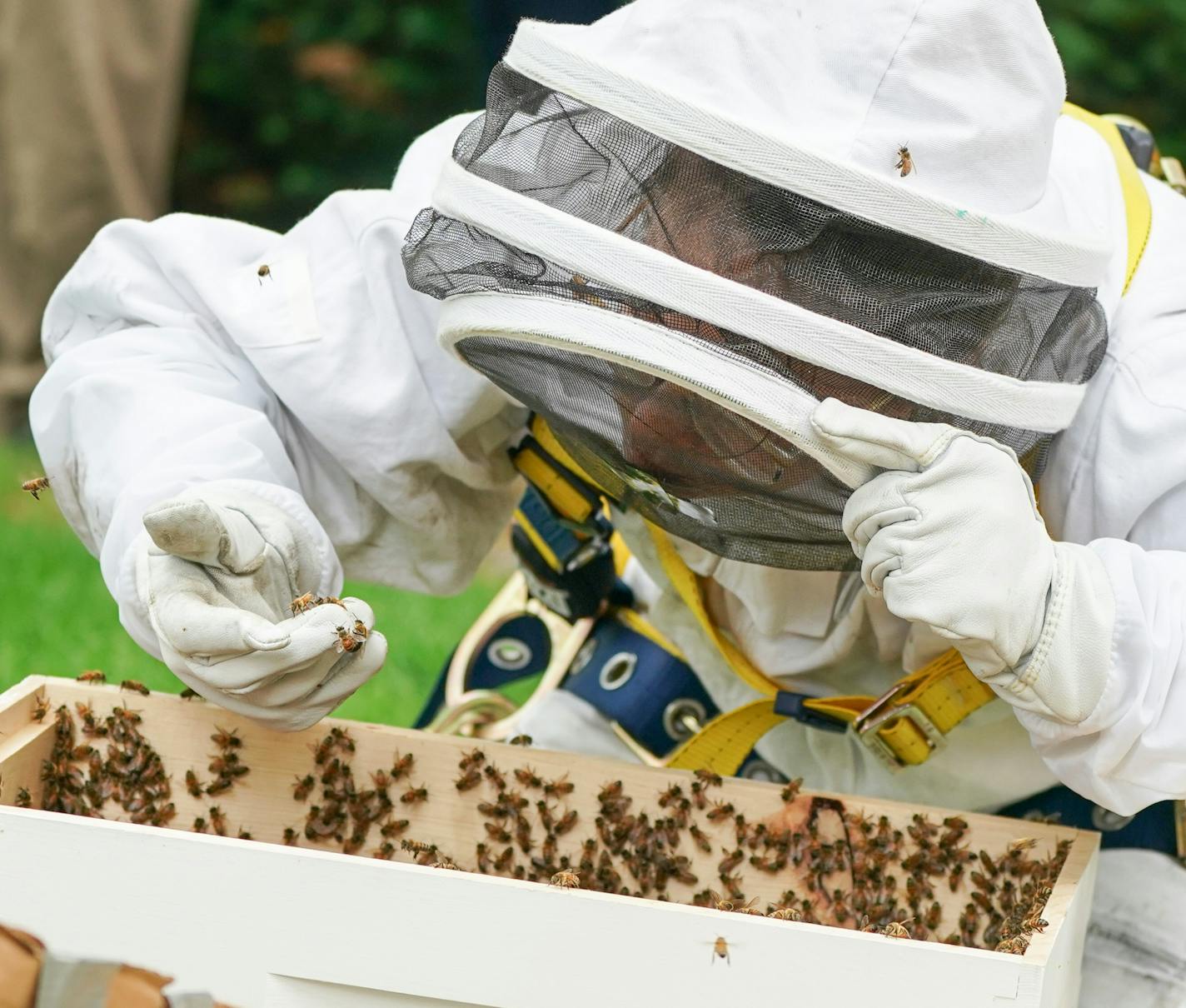 Beekeeper Misty Hoffman searched Monday for the swarm's queen bee. If she could coax the queen to leave, the rest of the colony would follow.