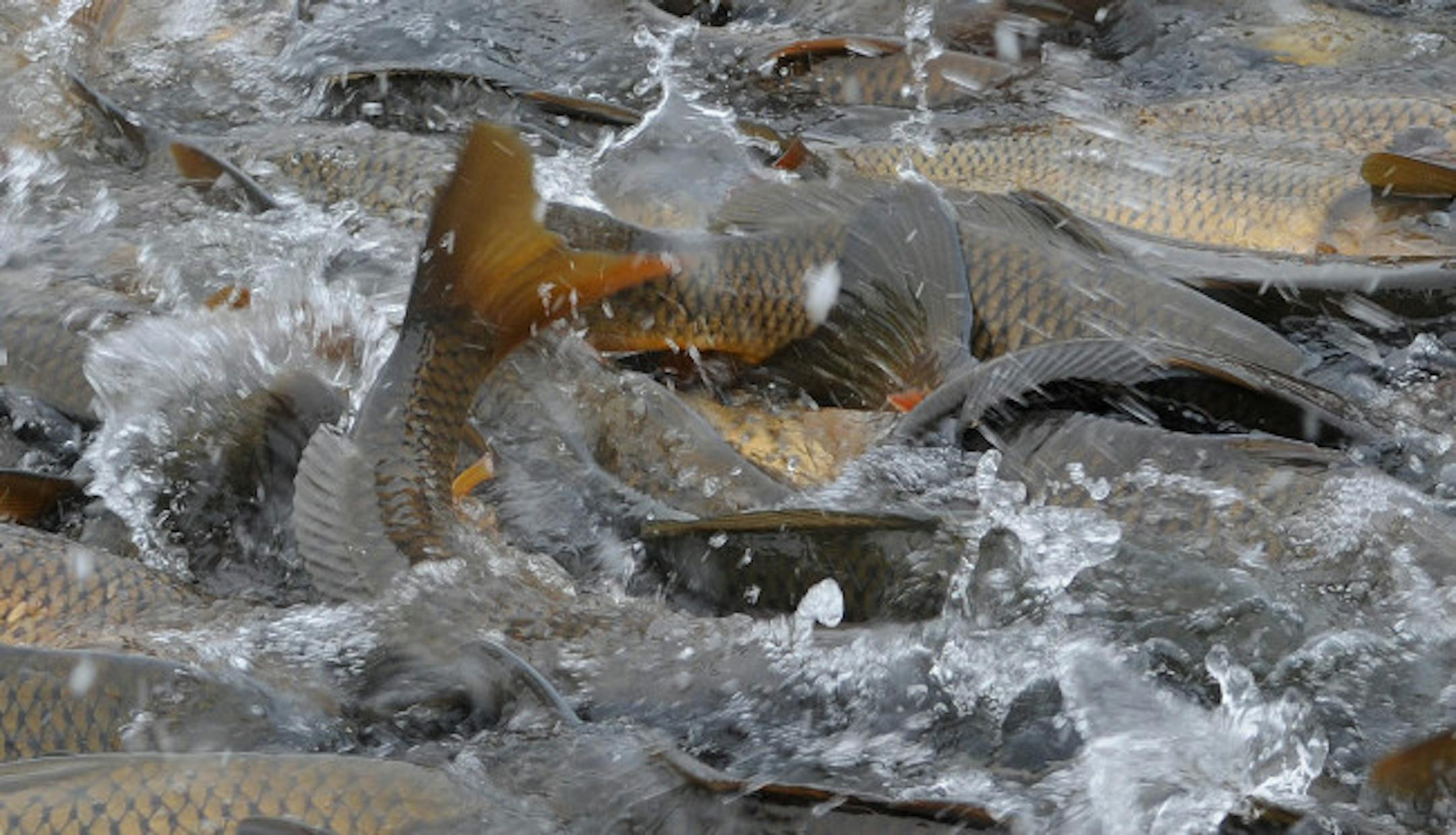 Lake Susan carp round up. These carp swirl in the water caught in the Fishermen seine net . Having found a way to reduce sea lampreys in the Great Lakes, Peter Sorensen now is taking on the common carp. The University of Minnesota biologist has begun a scientific study in three lakes in Eden Prairie and Chanhassen that could offer the first hope for thinning the nasty bottom diggers from lakes across the country. Two-thirds of all Minnesota lakes - and all metro-area lakes -