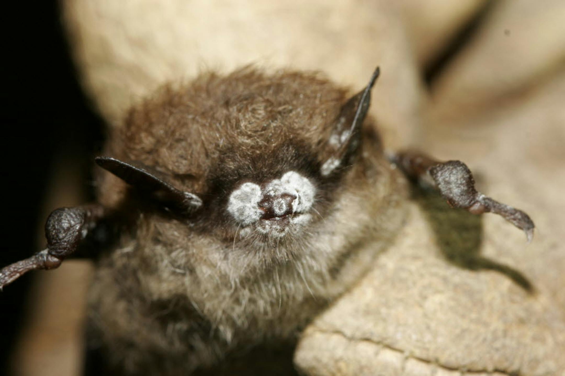 The white nose syndrome is shown on a brown bat.