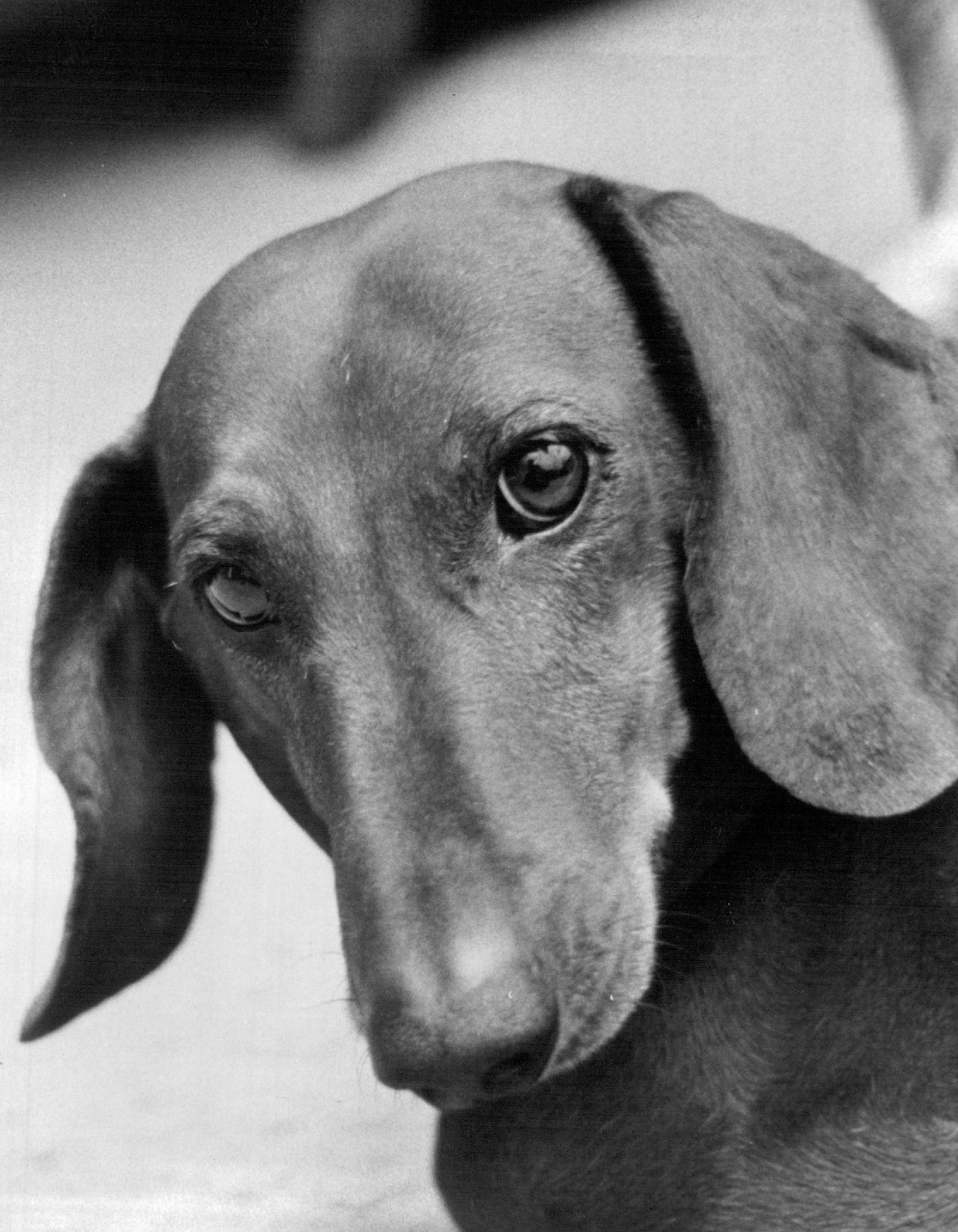 November 13, 1963 Schatzie -- Clamer now - Testimony in the T. Eugene Thompson murder trial Tuesday touched on the clue of the missing telephone and described the character of the little dog Schatzie. Copper-colored Schatzie is according to her new owner, a friendly "Small dachshund, a family dog" with short hair, a vigorous bark and a nervous bladder. November 12, 1963 Pete Hohn, Minneapolis Star Tribune