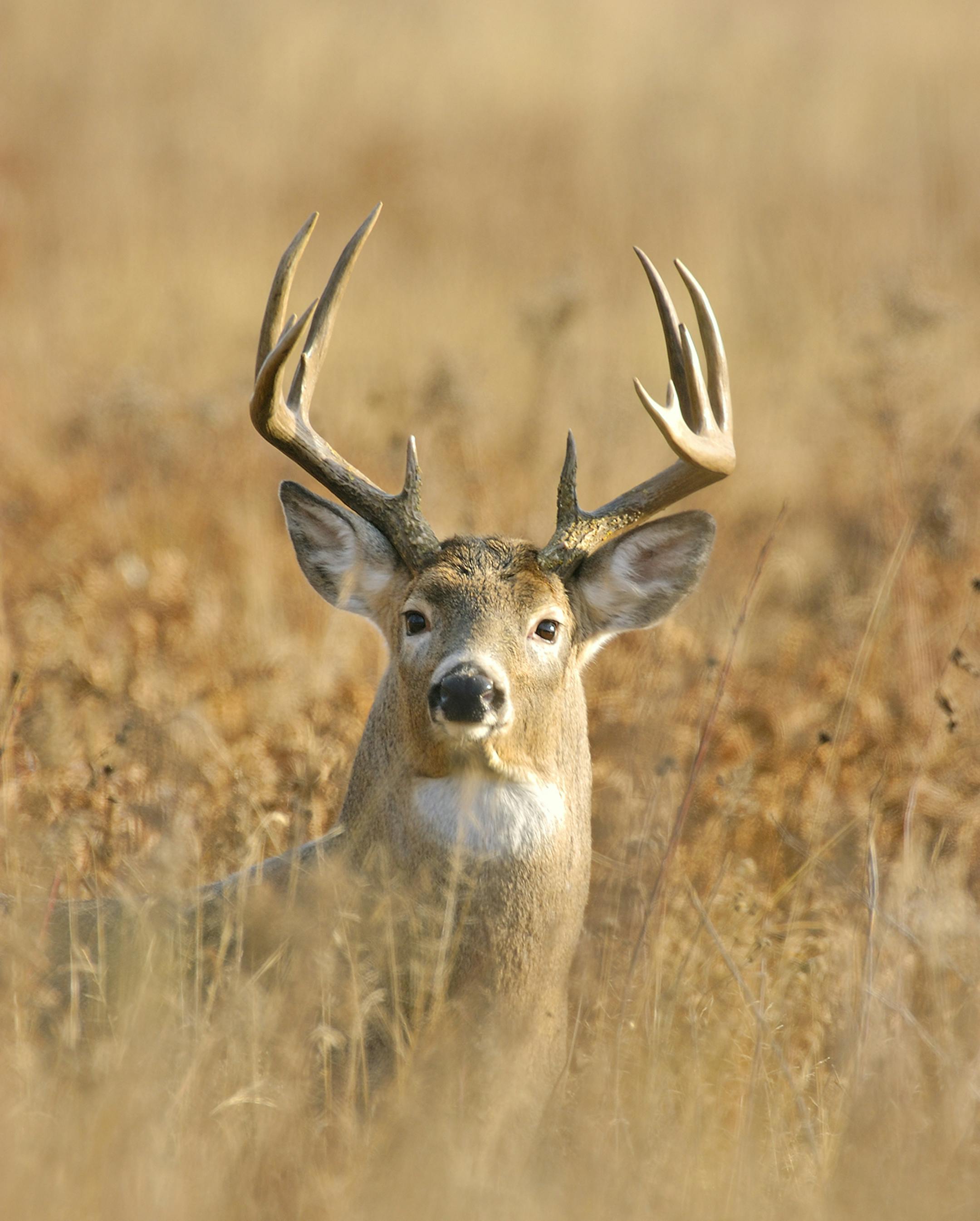 00274-304.10 White-tailed Deer Buck (DIGITAL) with large 11 pt. antlers is in tall grassy habitat during fall. V4R1
