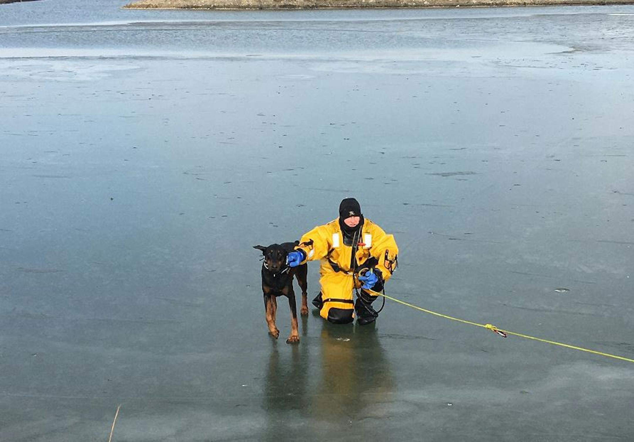 A firefighter rescued this dog from a partly iced-over lake in Rochester. Credit: Rochester Fire Department