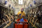 Lance Fahning gathers supplies in the milking parlor at his family dairy operation Meadow Front Farms.