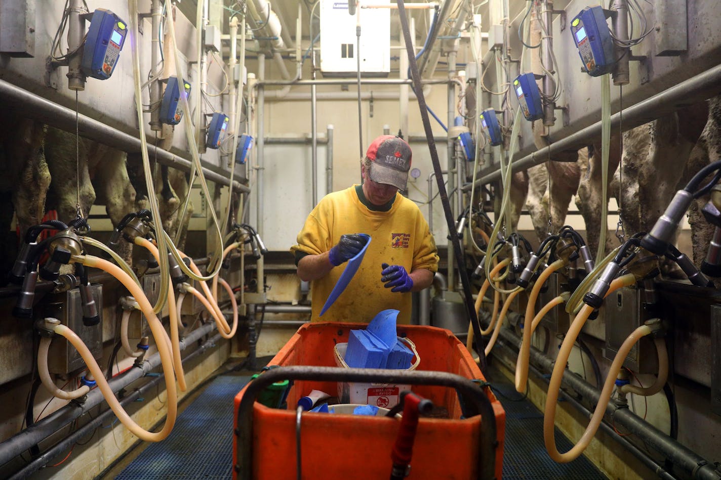 Lance Fahning gathers supplies in the milking parlor at his family dairy operation Meadow Front Farms.