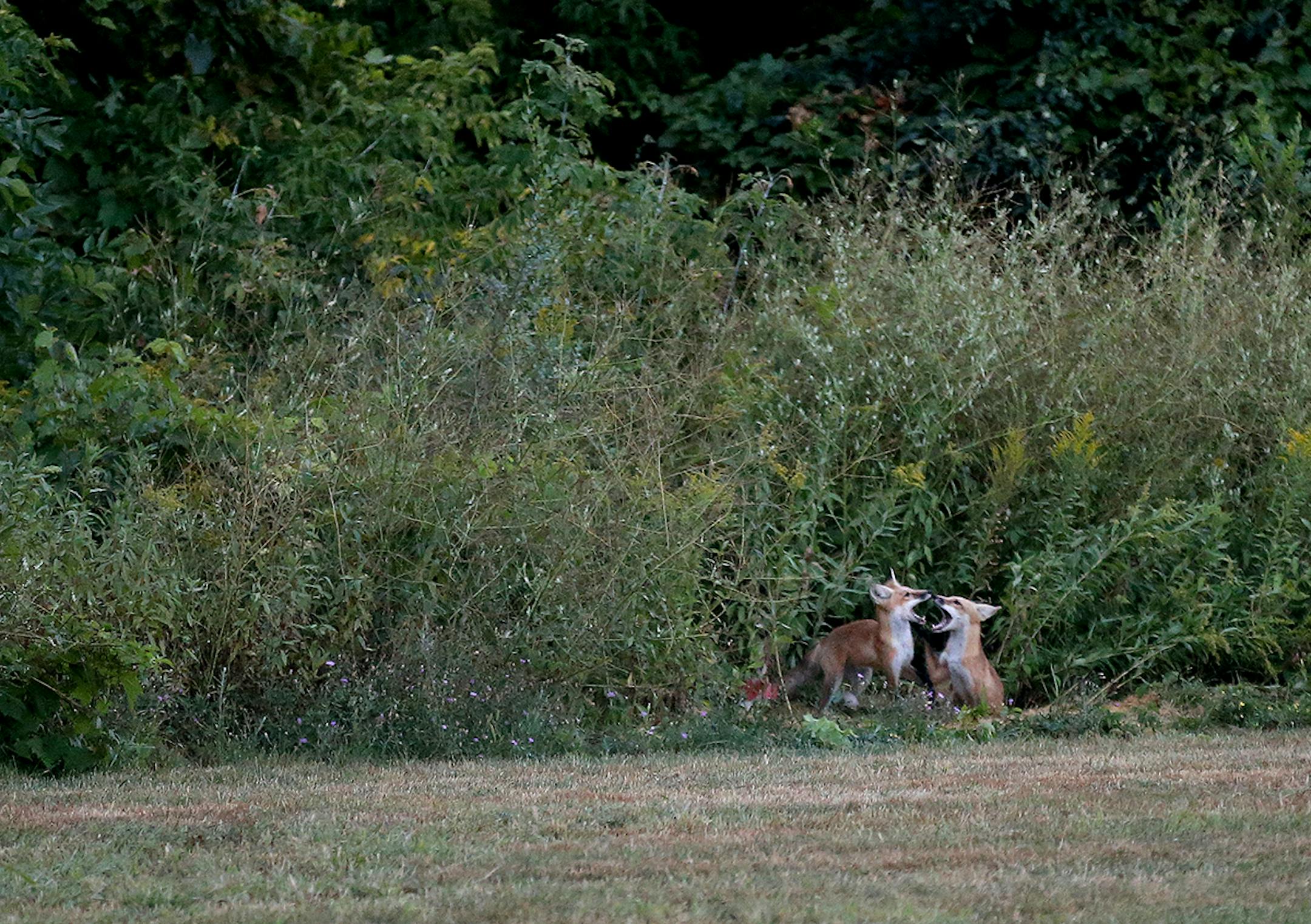 Young foxes spar Tuesday, August 21, 2018, on Nicollet Island in Minneapolis, MN. A bit earlier in the morning three of them played near the DeLaSalle High football field.] DAVID JOLES • david.joles@startribune.com Fox photos for Outdoors page
