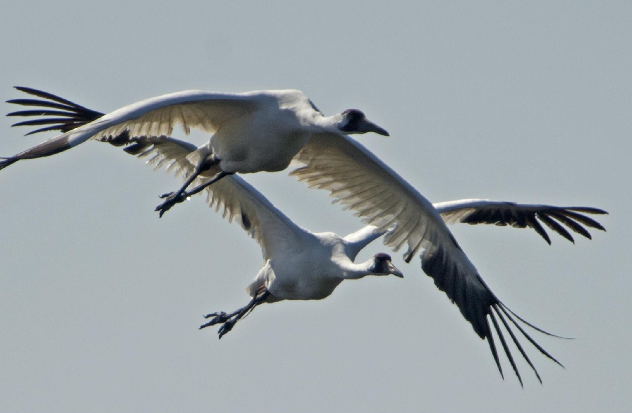 Two endangered Whooping Cranes fly over the Paynes Prairie Wildlife Refuge near Gainesville, Fla., Friday, March 15, 2013 as they look for food sources in the wetlands. The cranes stand almost 5ft tall and have a wingspan of 7 1/2 ft. Whooping Cranes feed on fish, insects, reptiles and amphibians, crustaceans as well as grains, marsh plants and acorns. (AP Photo/Phil Sandlin)