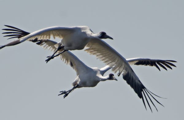 Two endangered Whooping Cranes fly over the Paynes Prairie Wildlife Refuge near Gainesville, Fla., Friday, March 15, 2013 as they look for food source