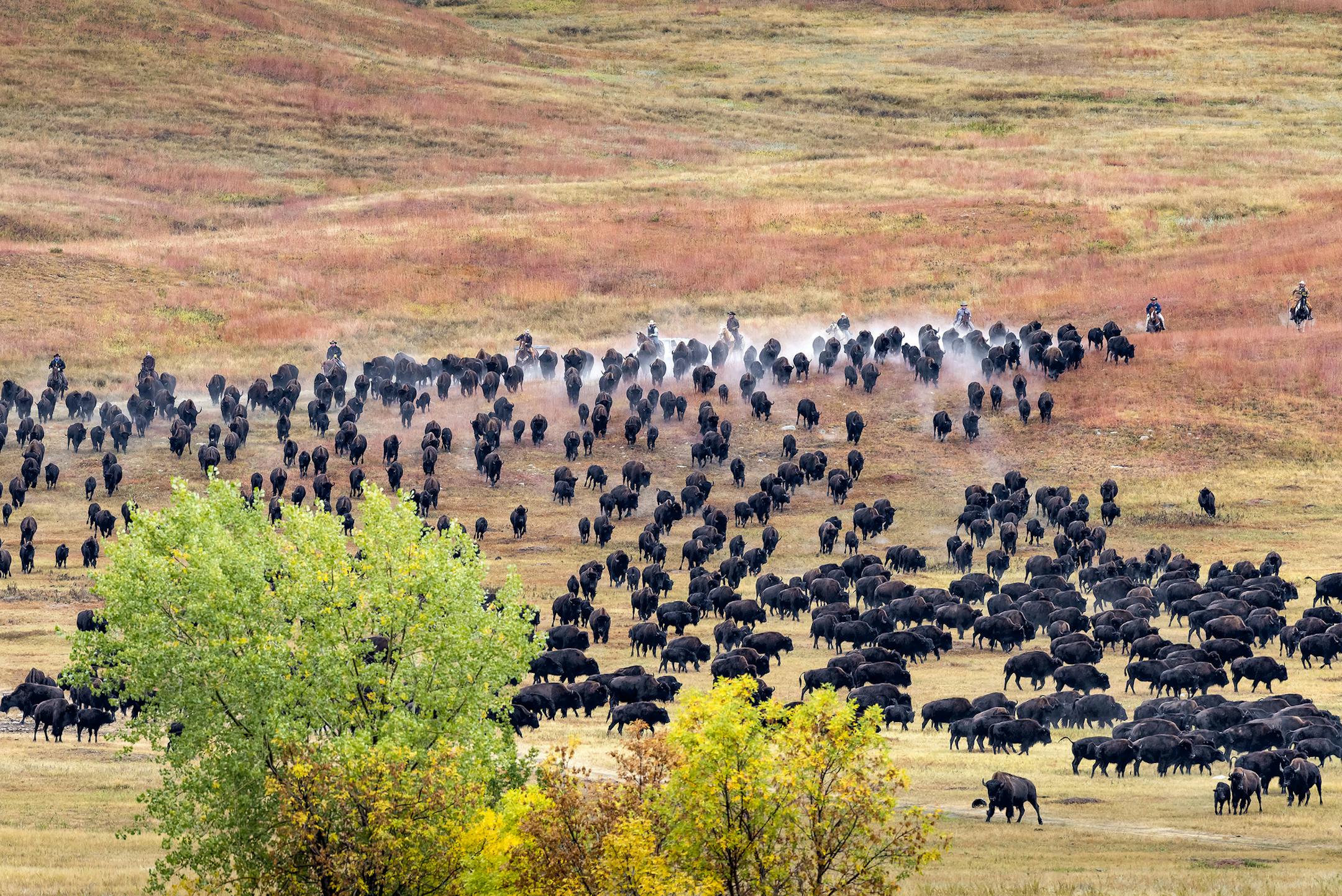 Custer State Park Buffalo Roundup: Each fall, the ground rumbles and the dust flies as cowboys, cowgirls and park crews saddle up to bring in the thundering herd. The annual roundup, held the last Friday in September, is open to the public. In 2019, the Roundup is scheduled for September 27. (South Dakota Department of Tourism)