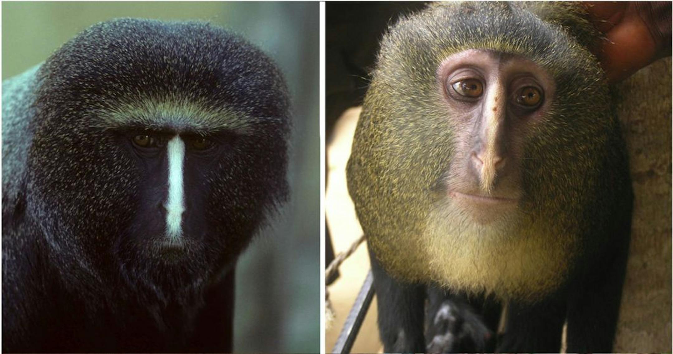 Undated images released by the Public Library of Science and available Thursday Sept 13 2012 show a captive adult male Cercopithecus hamlyni, left, and an adult male Cercopithecus lomamiensis, right. Researchers have identified a new species of African monkey, locally known as the Lesula, right, described in the Sep. 12 issue of the open access journal PLOS ONE. This is only the second new species of African monkey discovered in the last 28 years. The monkey bears a resemblance to the owl faced