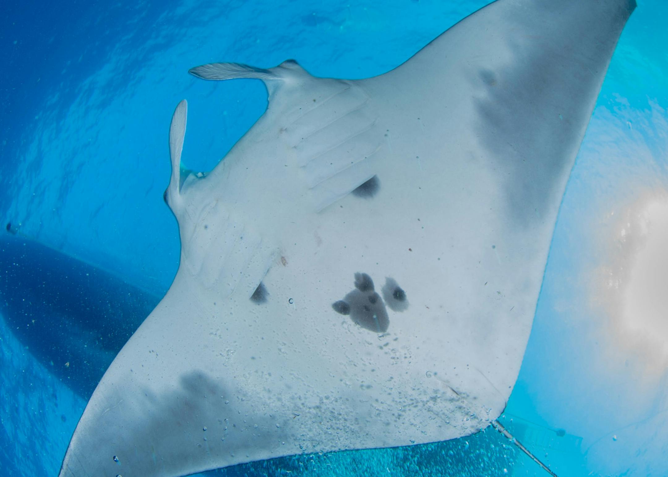 A manta ray as seen in July 2015 at the East Flower Garden Bank, Buoy #1. (G.P. Schmahl/Flower Garden Banks National Marine Sanctuary) ORG XMIT: 1233824