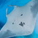 A manta ray as seen in July 2015 at the East Flower Garden Bank, Buoy #1. (G.P. Schmahl/Flower Garden Banks National Marine Sanctuary) ORG XMIT: 12338