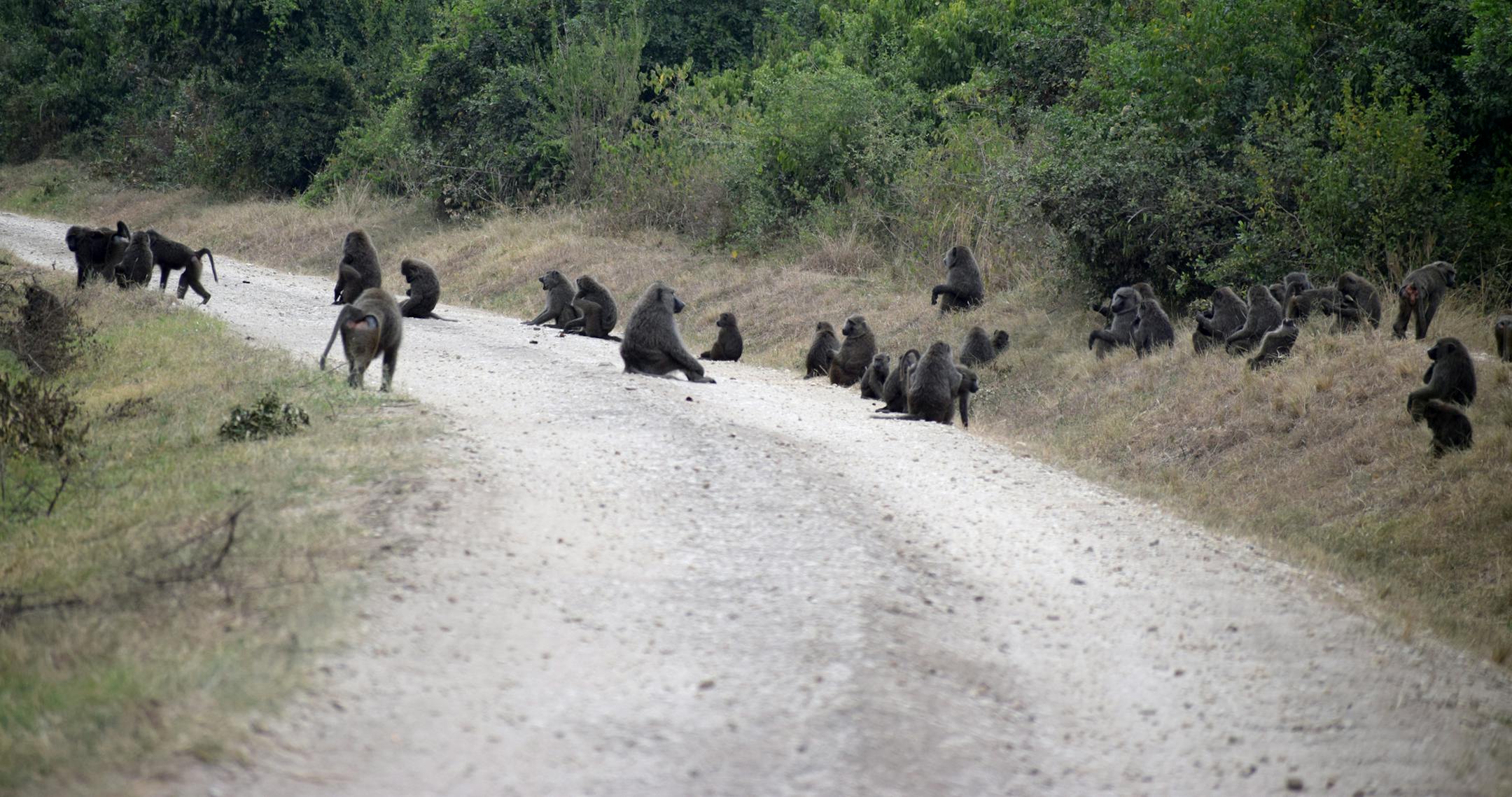 Baboons crossed the road in Queen Elizabeth National Park. (photo by John Grimshaw)