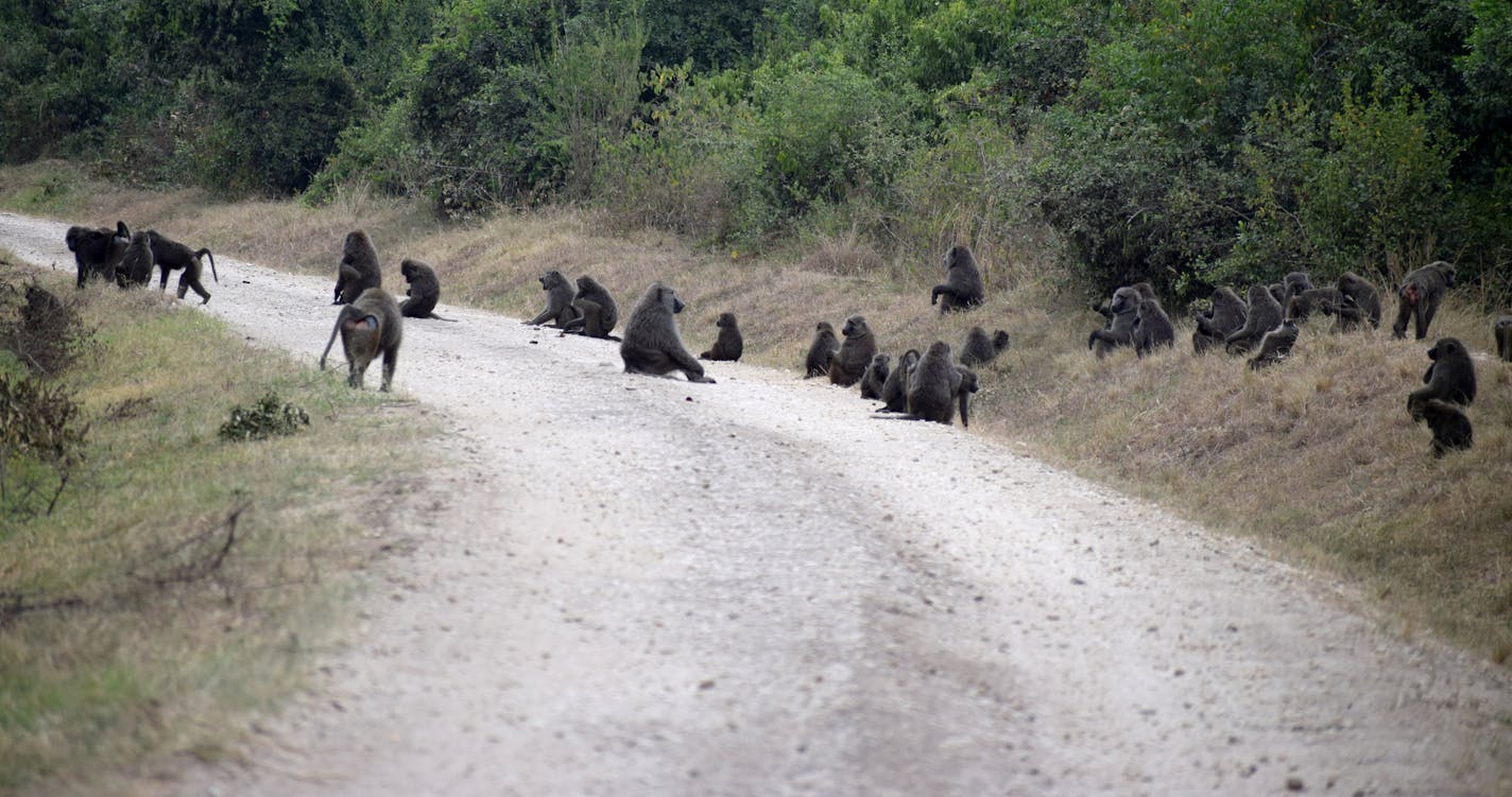 Baboons crossed the road in Queen Elizabeth National Park. (photo by John Grimshaw)