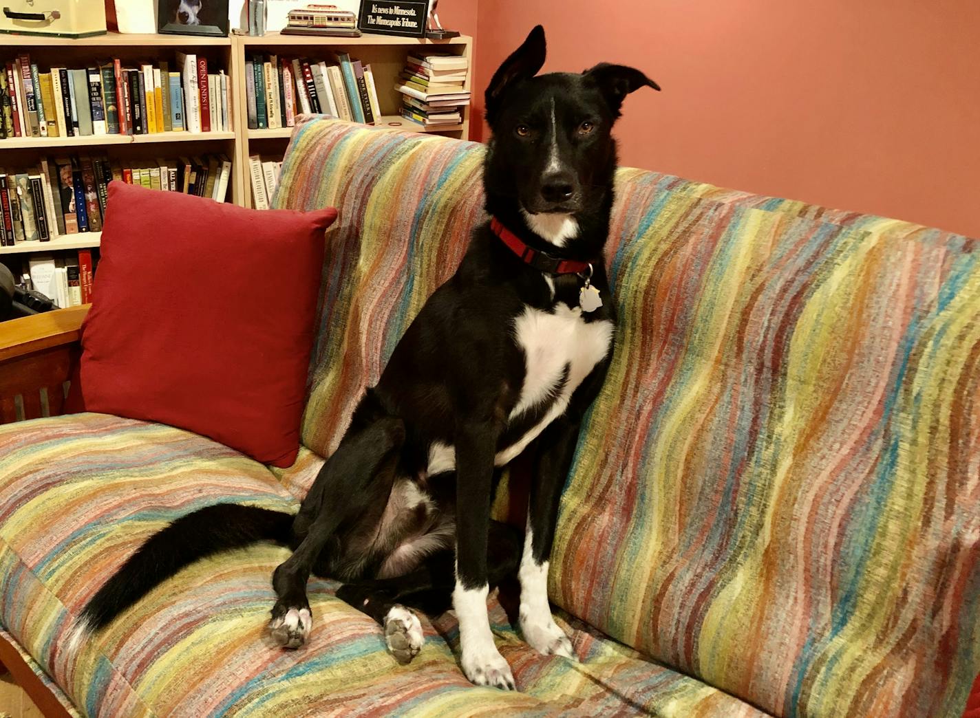 Angus has been mostly quiet hanging out in the basement while the painter takes over the upstairs. Photo by Laurie Hertzel