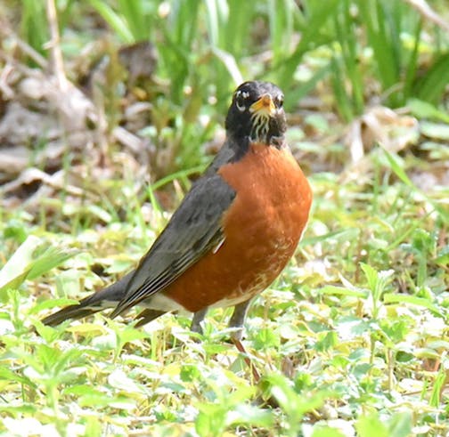 An American robin stands on a grassy area, facing the camera.