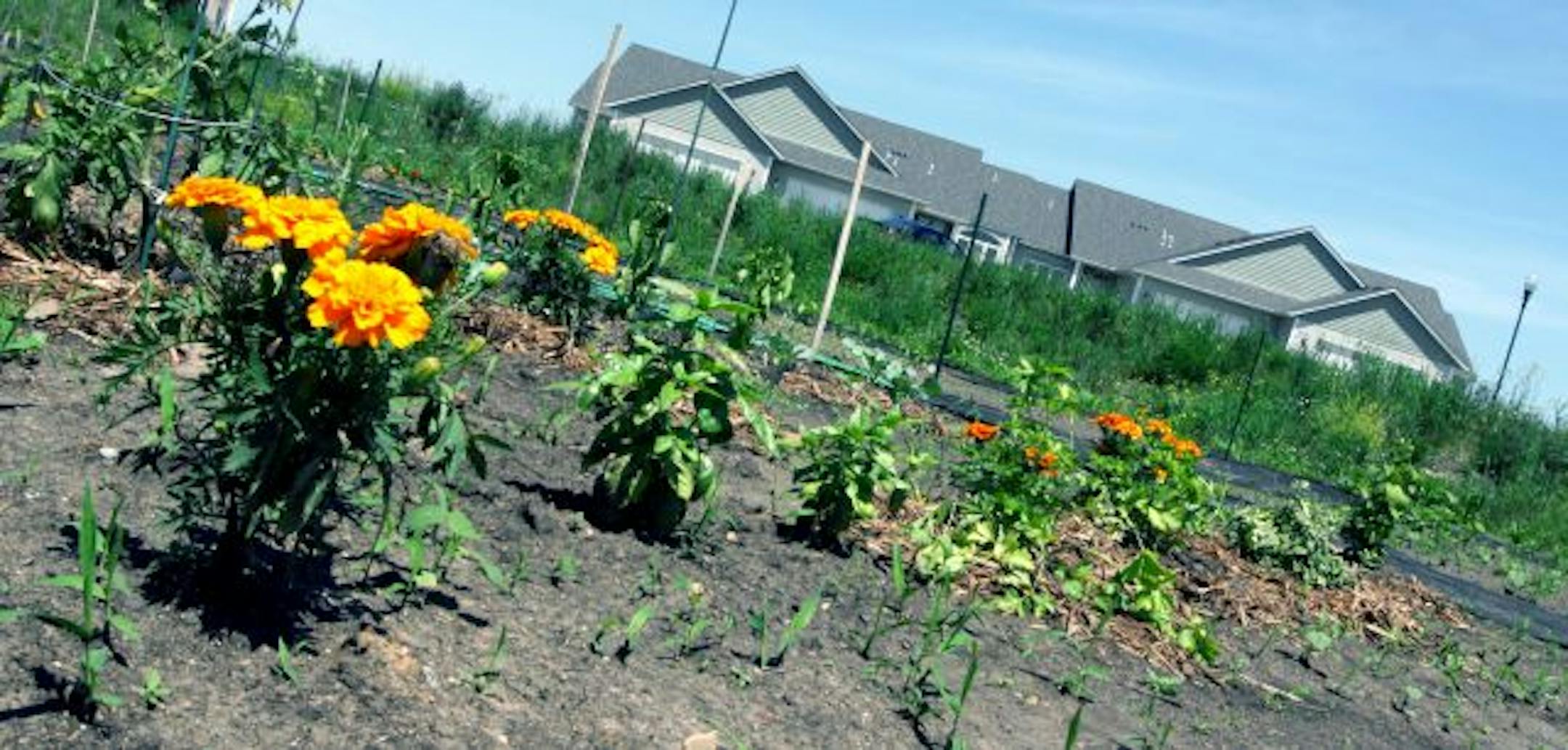 A community garden has flowered on land in Farmington that was supposed to sprout townhouses. The developer and other residents have embraced the temporary use of the land.