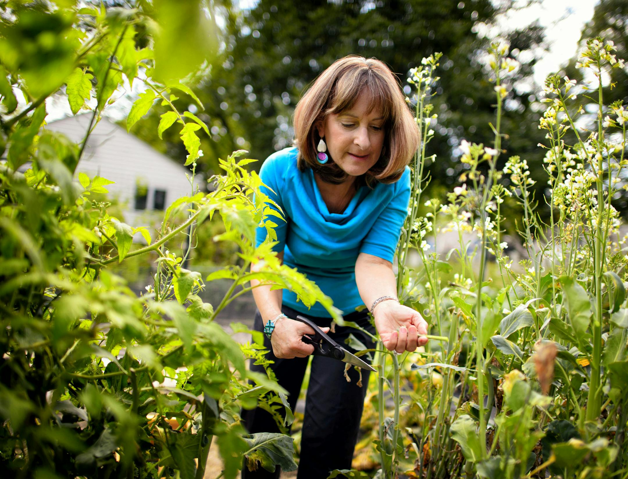 Sharon Lehrman picked some broccolini in her garden plot. For nearly 20 years, residents of the Birchwood neighborhood in St. Louis Park have enjoyed a community garden, courtesy of a Lutheran church that let them use some of its land. Now the church's aging congregation has disbanded and the property has reverted to the ELCA synod. The church and a prime parcel of 4 acres on Highway 100 is up for sale, and the gardeners fear losing their little plots. ] Wednesday, September 17, 2014 GLEN STUBBE