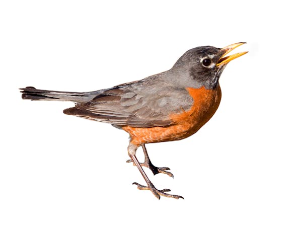 American robins and other birds are known to pant with their bills open owing to heat.