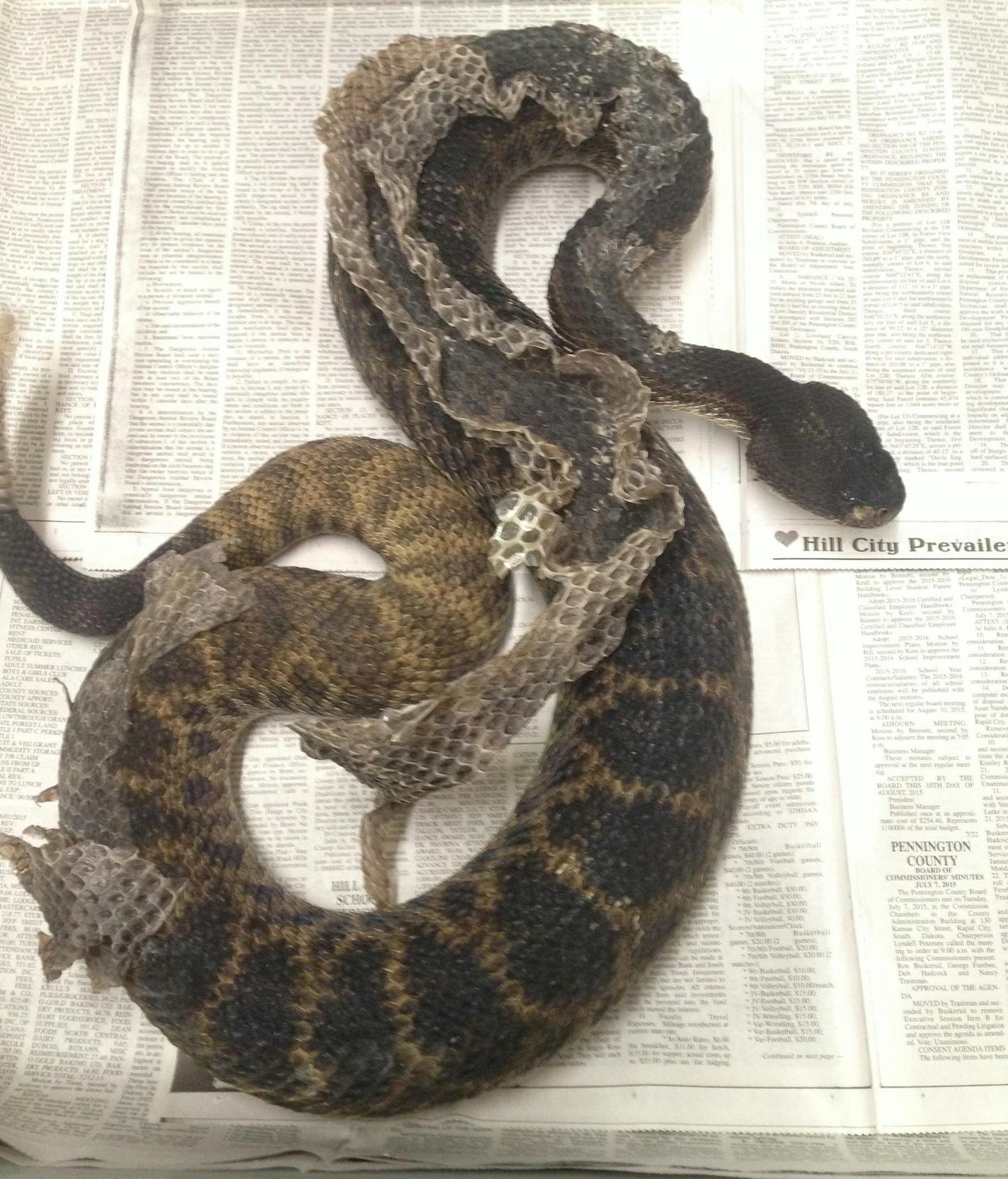 A diamondback rattlesnake confiscated by the city of Minneapolis from the home of Nathan Tow-Arnett.