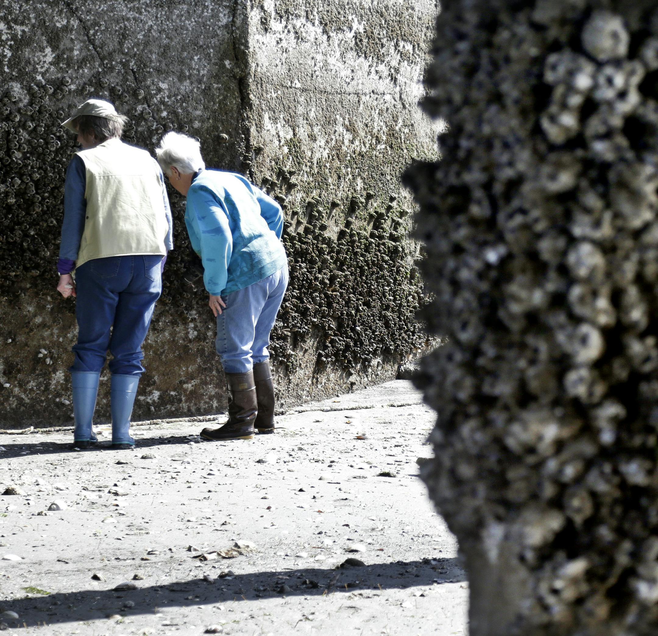 In this photo taken April 9, 2015, volunteer sea star searchers look over a wall and piling on Washington’s Hood Canal near Poulsbo, Wash. Researchers say that there’s evidence that juvenile sea stars, while not entirely immune, may be less susceptible to a virus fingered as the likely culprit of the sea star wasting disease, a sickness that has devastated about 20 species of sea stars from Alaska to Baja California since it was first reported off the Washington coast in June 2013.