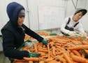 Lucy Torres, left, and Jennifer Brietlow, sorted and packed carrots at the Featherstone Fruit and Vegetable Farm, Wednesday, November 23, 2016 in Rush