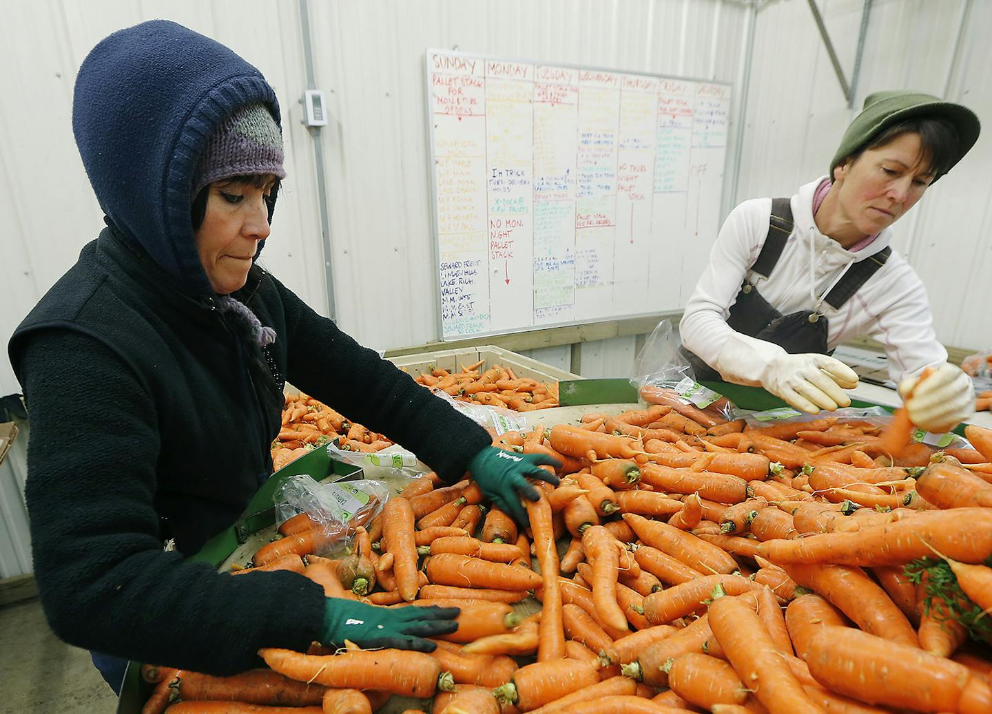 Lucy Torres, left, and Jennifer Brietlow, sorted and packed carrots at the Featherstone Fruit and Vegetable Farm, Wednesday, November 23, 2016 in Rushford, MN. Hedin ] (ELIZABETH FLORES/STAR TRIBUNE) ELIZABETH FLORES &#x2022; eflores@startribune.com