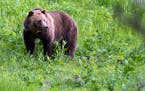 FILE - In this July 6, 2011, file photo, a grizzly bear roams near Beaver Lake in Yellowstone National Park, Wyo. Wildlife managers are offering an up