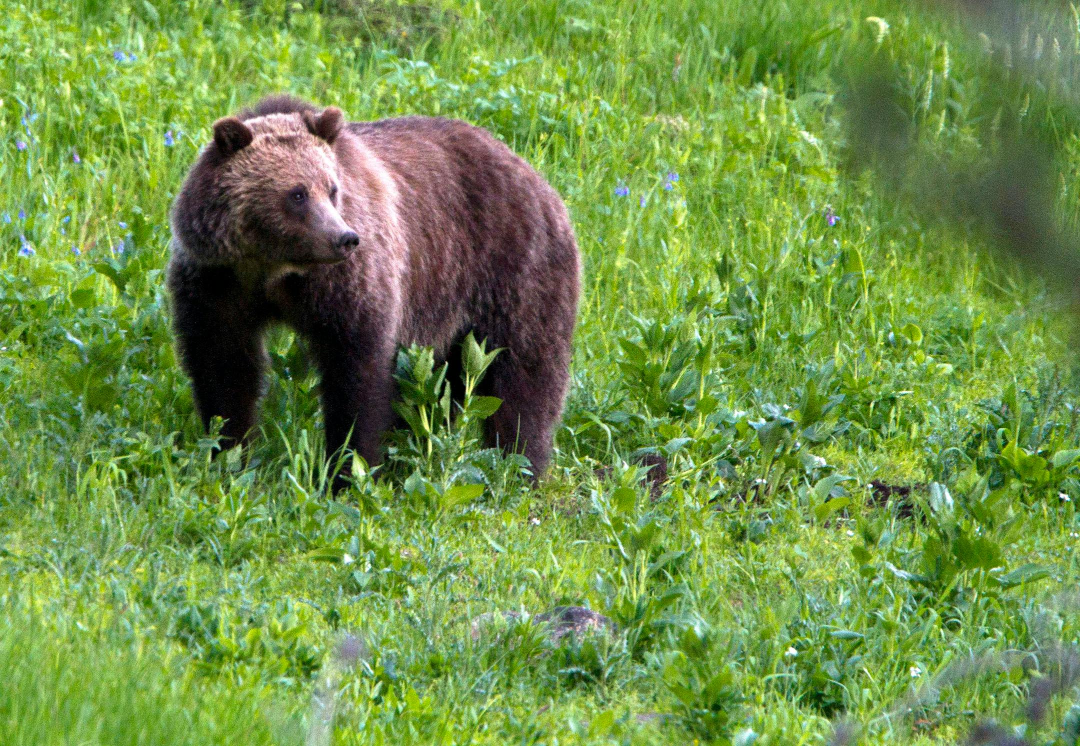 FILE - In this July 6, 2011, file photo, a grizzly bear roams near Beaver Lake in Yellowstone National Park, Wyo. Wildlife managers are offering an up to $2,000 reward for information about the illegal killing of a grizzly bear in central Wyoming. Grizzlies in the Yellowstone region are federally protected as a threatened species. Illegally killing one is punishable by up to six months in prison and a $25,000 fine.